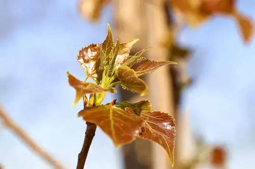 春天来了小树发芽了