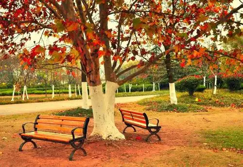 vv首发梧桐树下的约定