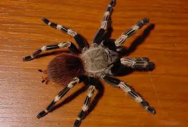 巴西白间红尾蜘蛛的品种介绍