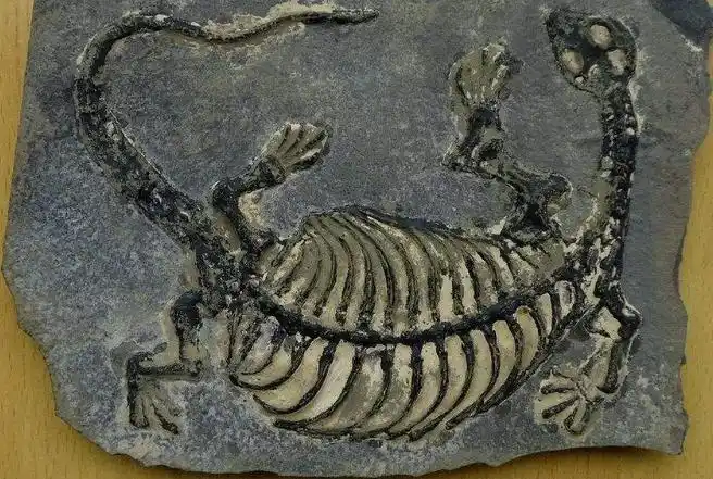 化石是怎么形成的优质