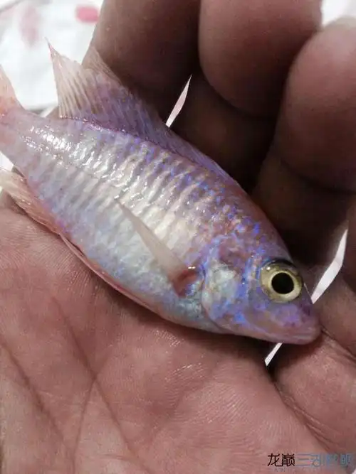 我缸里有一些鱼鱼鳍根部红红的,最近才开始的,啥原因啊?