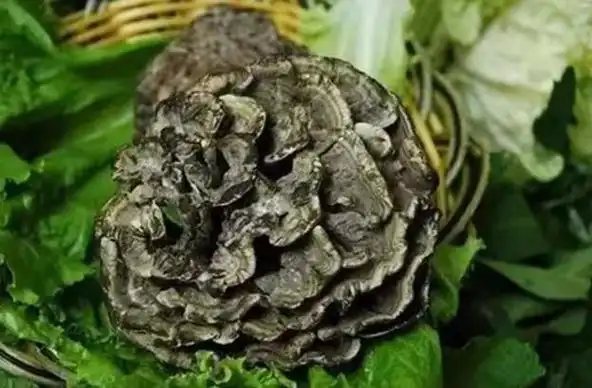 科普丨野生菌"防毒"指南