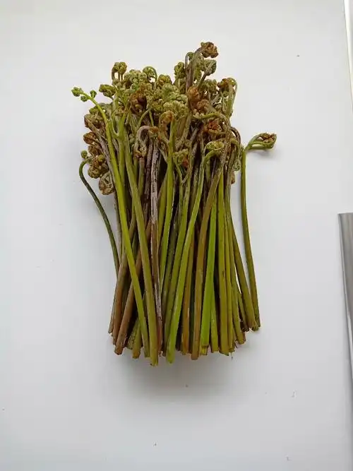 贵州猫儿现货野菜菜菜拳头新鲜蕨苔深山龙爪其它