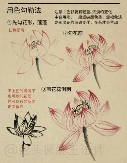 " 荷花 · 画法总结 . "#读书
