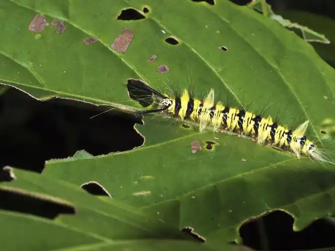 蛾子,幼体,叶子