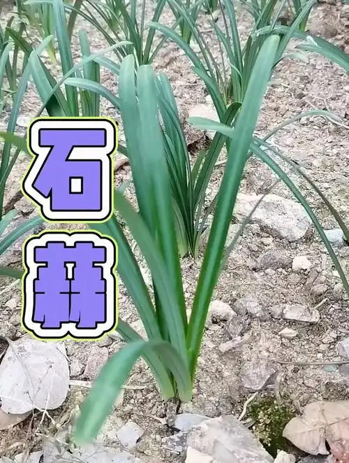 植物科普:石蒜,农村懂的人都会将石蒜的根,捣烂备用