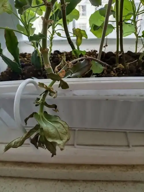 卖家送的百日草种子,没注意撒在了花盆里,8月份时陆续开了花.