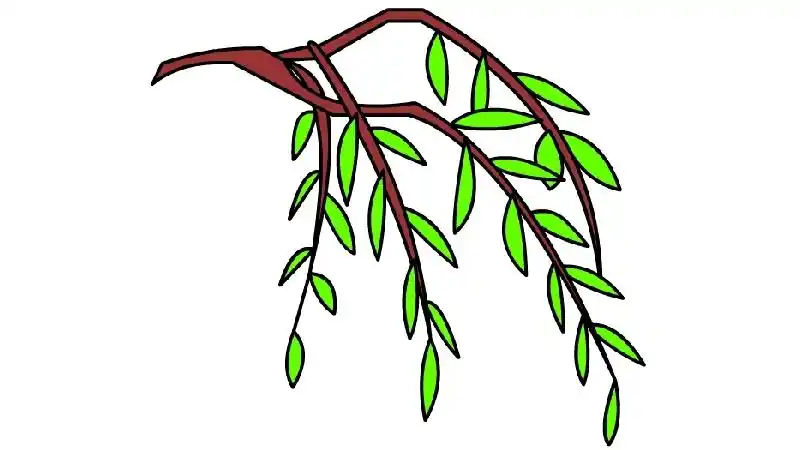 柳叶怎么画 柳叶简笔画-养娃家