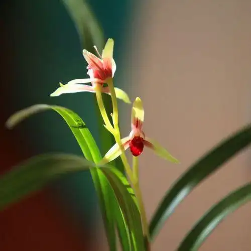 建兰中特级红素"国魂",开花勤快,芳香四溢,小白也能养好_兰花_花香