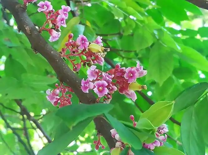 夏日中的杨桃花