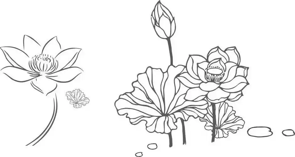 荷叶荷花简笔画大全荷叶与荷花简笔画简笔画图片荷叶简笔画图片