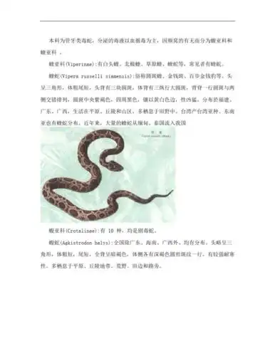 蛇的种类和图片介绍[宝典].pdf 21页