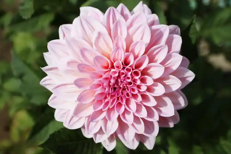 矮型多头大丽花