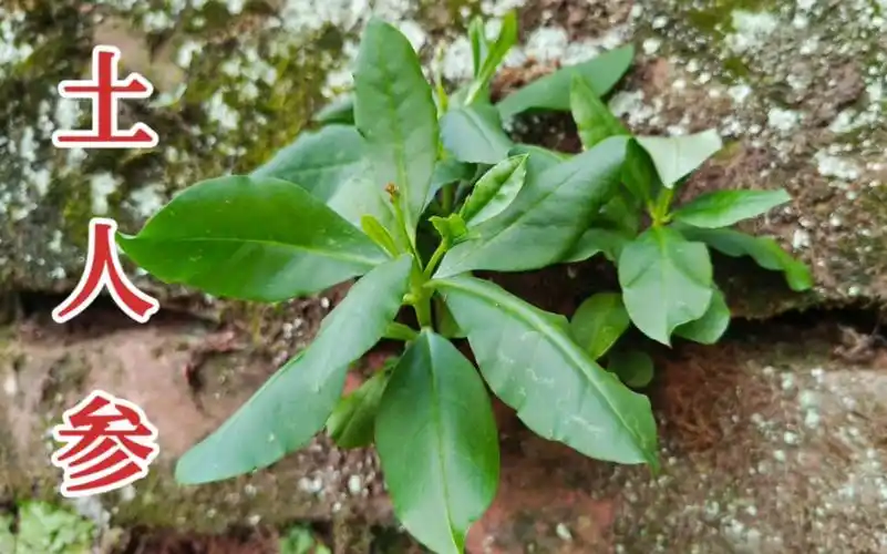土人参的功效与作用(土人参:滋补养生,提高免疫力)
