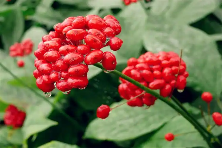 人参花有什么功效吗?人参花的功效与作用科普文 (2).jpg