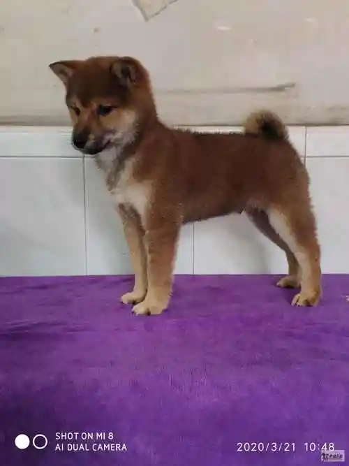 精品豆柴犬小公