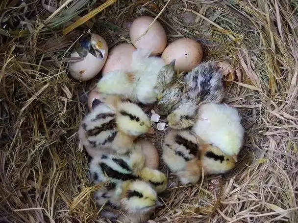 小鸡23天出壳正常吗?小鸡孵23天不出怎么办?