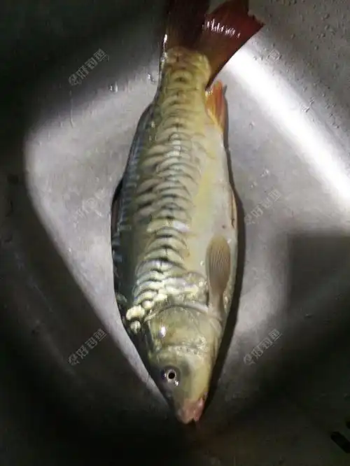 中午做昨天钓的绵鲤,白条. - 好钓鱼