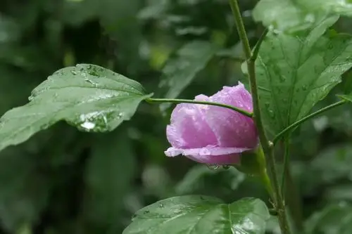 雨后的木槿花.