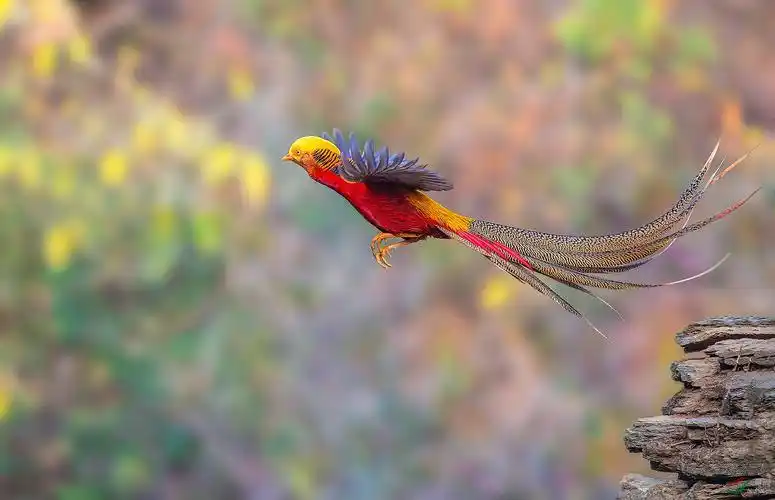 年会红腹锦鸡荣获首页精华