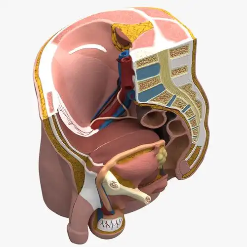 male & female pelvis section