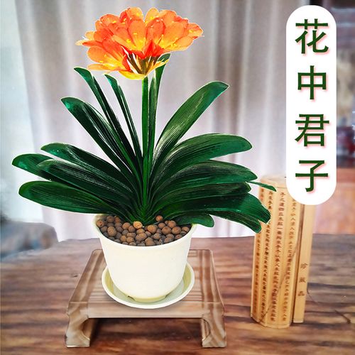 圆头和尚君子兰小苗盆栽苗室内精品花卉好养植物花短叶元宝带花苞