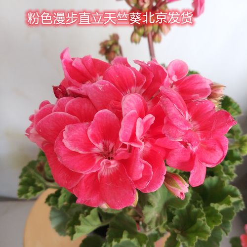 天竺葵盆栽直立重瓣粉色漫步粉碗闪耀带花苞北京发货阳台欢迎自提