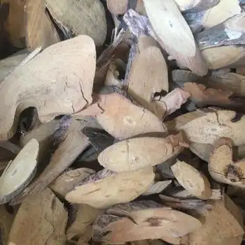 铁包金,老鼠藤根