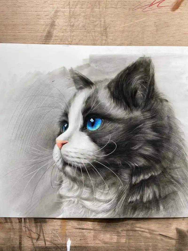 布偶猫素描素材.#零基础学画画 #精微素描 #猫咪毛发画法  - 抖音