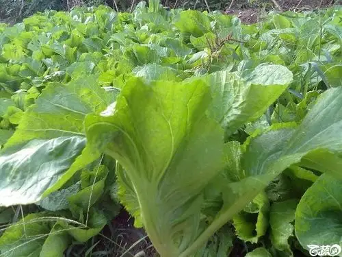 水东芥菜精选水东芥菜20jpg