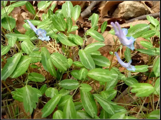 【原创】元胡 - 惜缘 - 惜缘