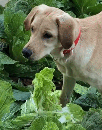 狗子跑菜地里拱白菜,光霍霍不吃,铲屎官:我留着过年的大白菜啊