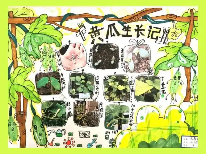 黄瓜生长科学观察手法简单出效果
