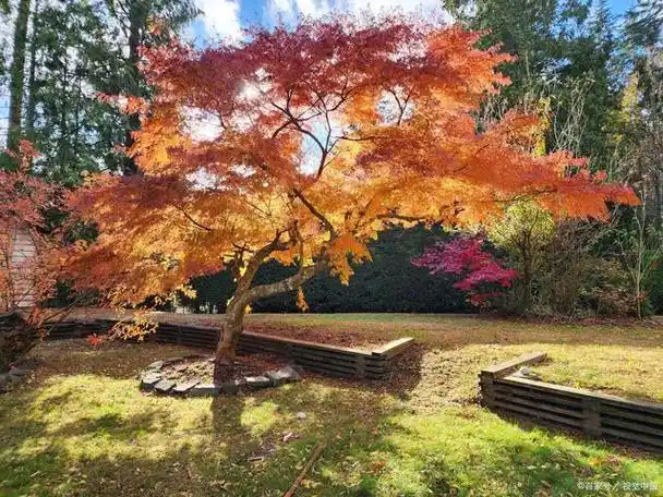 青岛庭院别墅什么树好看?哪些乔木,灌木及花卉植物?-西江月景观