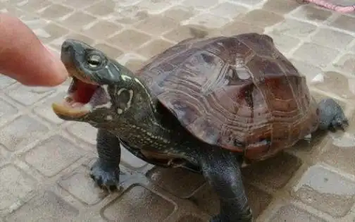中华草龟三只紫檀草龟居然20元血赚