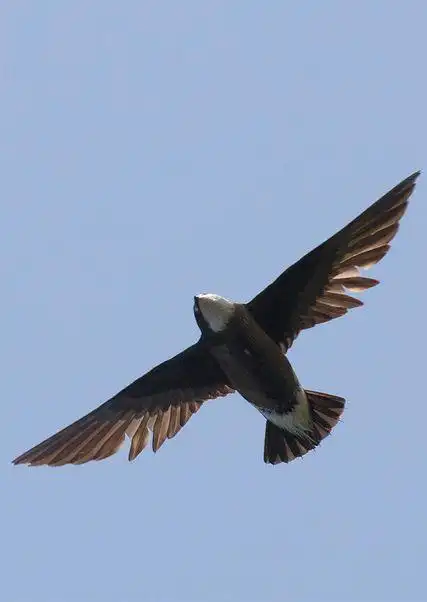 雨燕目·雨燕科·针尾雨燕属:白喉针尾雨燕