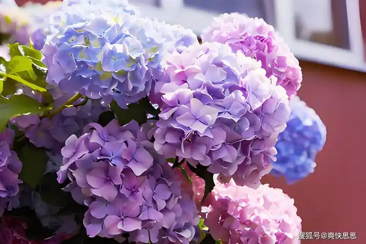 手把手教你种出繁花似锦的紫绣球:全方位解读栽培技巧与注意事项_进行