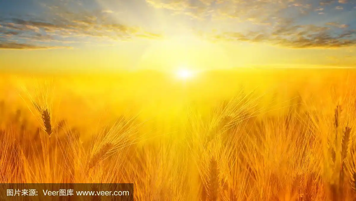 靠近金色的麦穗.美丽的自然日落景观.阳光下的乡村风光.