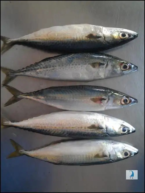 供应中港 水产品 鲭鱼 花鲱 青占 水产品批发