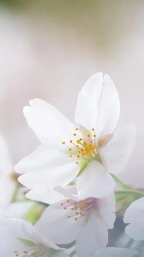 清新淡雅的花卉图片手机壁纸~~清新好看的植物图片很适合做壁纸哦