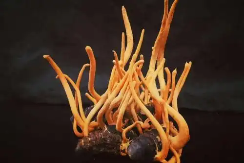 蛹虫草首次入药,虫草素即将迎来新的市场