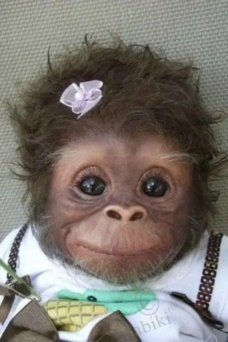 很火的一个小猩猩图片,头上有朵小花.
