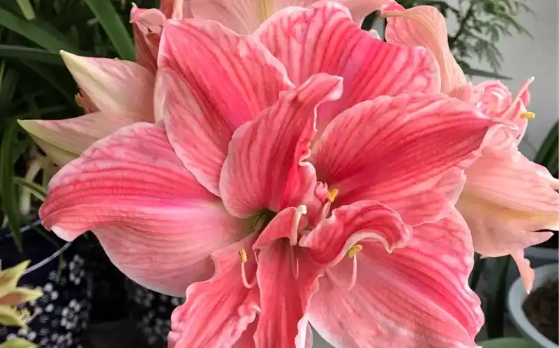 朱顶红(甜蜜妮芙),花朵直径18厘米,重瓣大花,真的好甜蜜呀