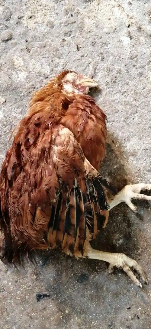 你好老师你看我这鸡是什么原因死的时候就有东西在嘴里面