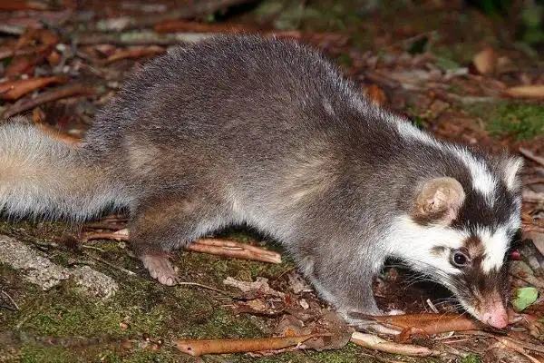 狗獾子养殖技术不同的生长阶段选择不同的喂养方式