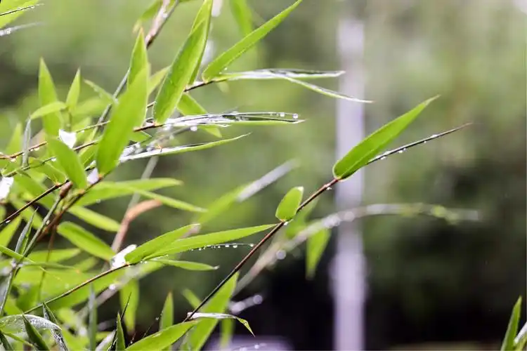 情满荷花庄～雨中荷花情!