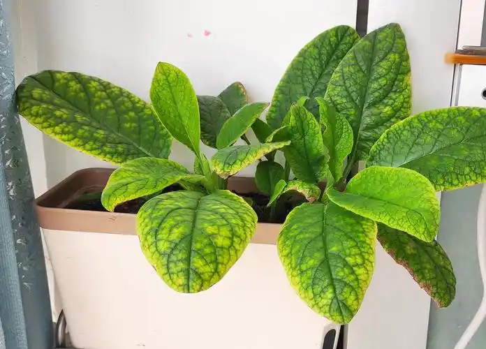 紫草科花卉:滨紫草及其他