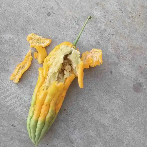 苦瓜藤外表看上去完好,结出来的苦瓜还没长大就变红