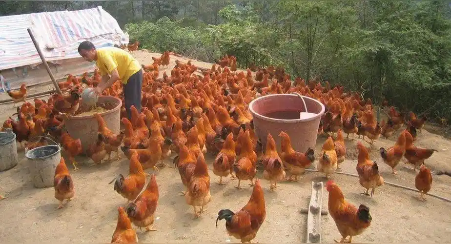 石岐杂鸡(分布于广东等地的中型肉用鸡种)_尚可名片