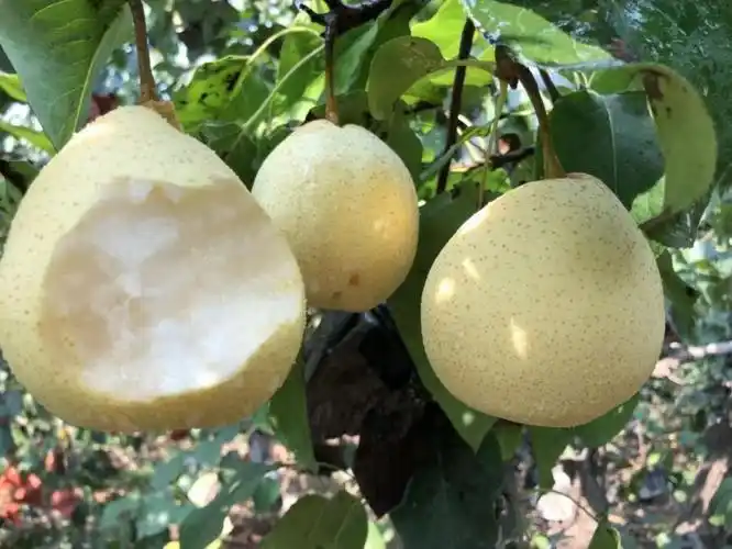 现货直发河北正宗鸭梨水晶梨10斤带箱新鲜梨子35斤3斤装